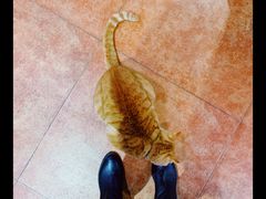 -蜜肆动物奶油蛋糕·个性定制·下午茶甜品