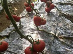 -庞各庄翠芳园西瓜蔬菜基地采摘园