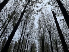 -林间山庄