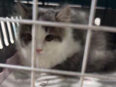 -佳雯宠物医院·皮肤科·内外科(春晓路分院)