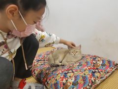 -柴迷FANS CLUB·柴犬狗咖·猫咖