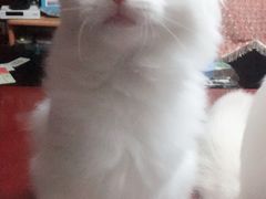 -东方名猫馆·英短金渐层布偶猫舍(环线广场1号楼店)