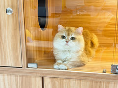 -猫十亿·布偶金渐层·曼基康矮脚猫舍(青年路店)