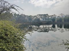 -王借岗森林公园