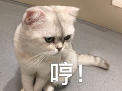 -飞行喵MR PILOT|猫舍·猫咖(静安大融城店)