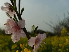 -武汉紫薇都市田园