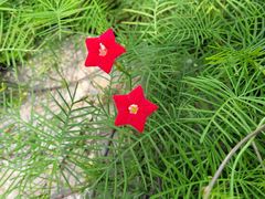 -国家植物园南园