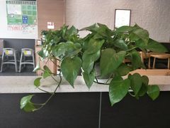 -李先生牛肉面大王(莱芜信誉楼店)
