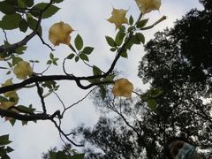 -东莞植物园