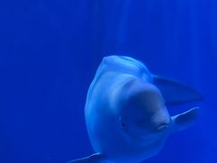 -多彩贵州城极地海洋世界