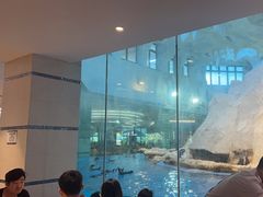 -帝企鹅自助餐厅•儿童岛•真企鹅(长隆企鹅酒店)