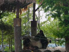 -西霞口神雕山野生动物世界