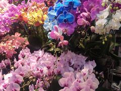 -花鸟鱼虫鲜花绿植市场(玉泉路店)
