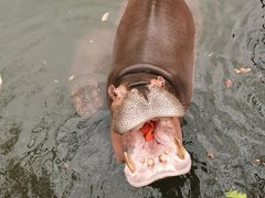 -海南热带野生动植物园