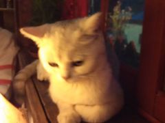 -壹六猫窝(谷德店)