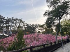-狐尾山公园