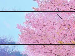 -顾村公园