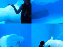 -海合安成都极地海洋公园