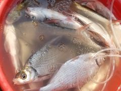 -羚羊峡古栈道森林公园