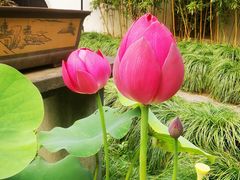 -杭州植物园