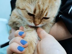 -1013 PET SHOP精品宠物商店(丁香店)
