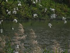 -海珠湖公园