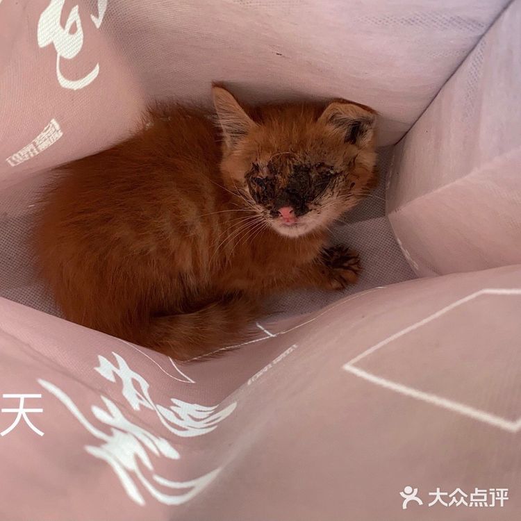 免费领养满月小橘猫，仅限北京！