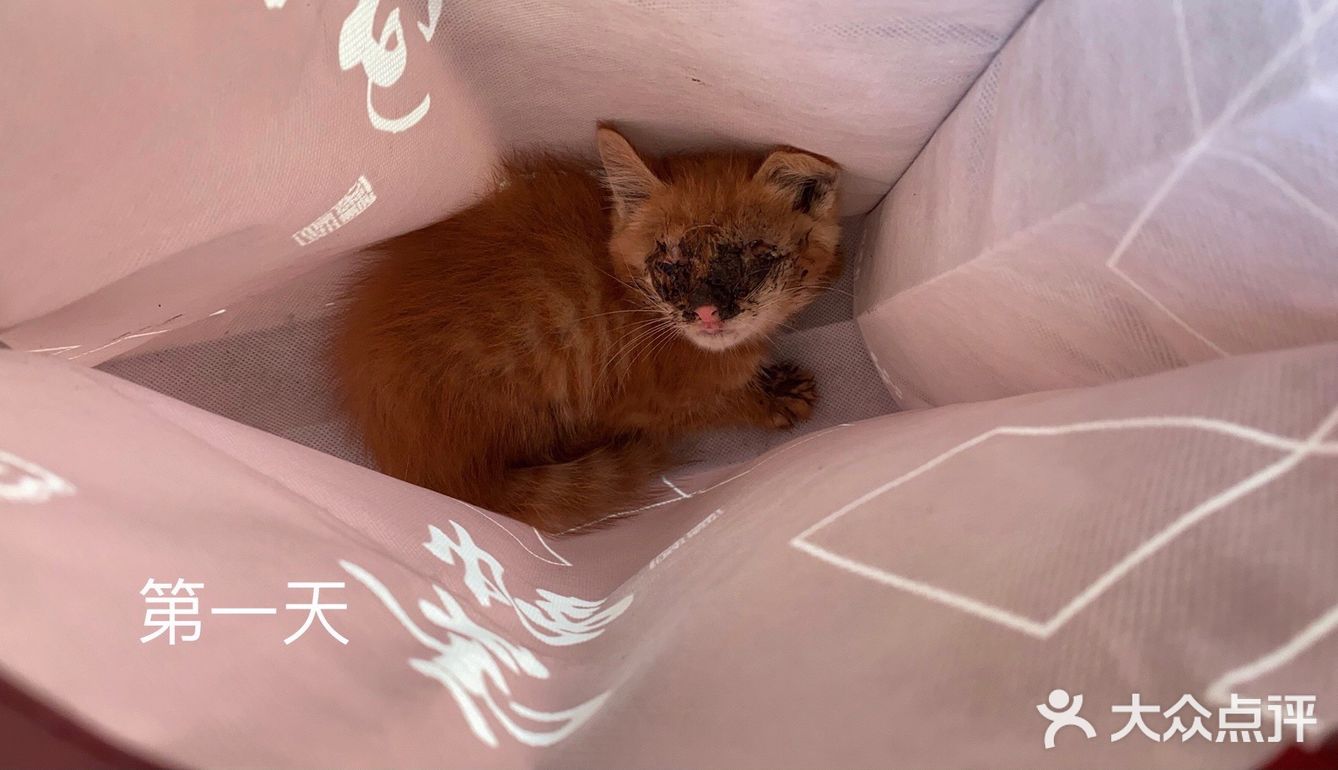 免费领养满月小橘猫，仅限北京！