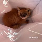 免费领养满月小橘猫，仅限北京！