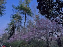 -大蜀山国家森林公园