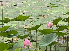-丁香湖公园