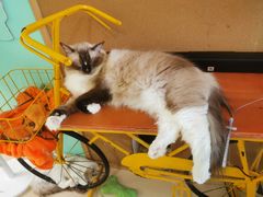 -猫在这儿猫咪咖啡馆·撸猫馆