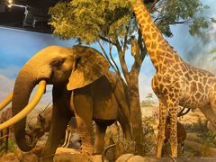 -陕西自然博物馆