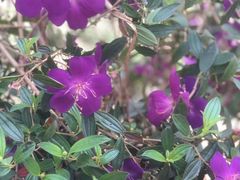 -天适樱花悠乐园