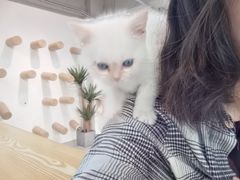 -Heymao猫咖.咖啡厅(东门店)
