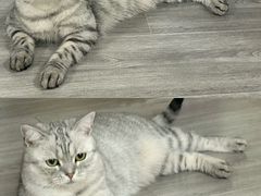 -天宠宠物医院24小时·急重症诊疗中心·全科·腔镜特色(和平分院)