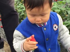 -小鱼草莓采摘园农家乐·小鱼餐厅