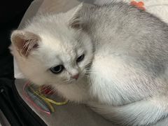 -御宝贝·A梦猫科宠物医院(国际猫友好医院)