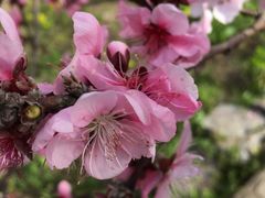 -南汇水蜜桃采摘(大团店)