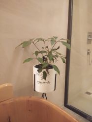 -苑苑vbeauty科技美容SPA