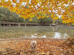 -云岗森林公园