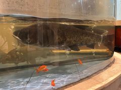 -老淳安—伴山伴湖(千岛湖开元度假村店)