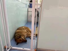 -特一安24小时宠物医院·骨科·中兽医
