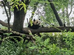 -成都大熊猫繁育研究基地