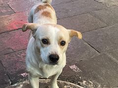 -古城苗家土菜馆(河景餐厅店)