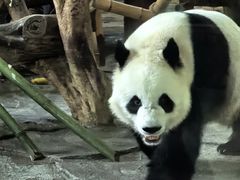 -泉州海丝野生动物世界