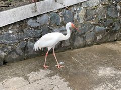 -合肥野生动物园