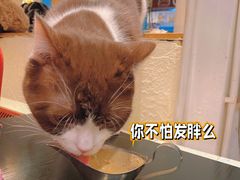 -猫小院猫主题咖啡厅(北锣店)
