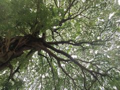 -苏家围·东江画廊旅游景区