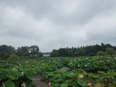 -白洋淀景区